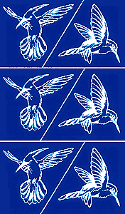 Etching Stencil - Hummingbirds